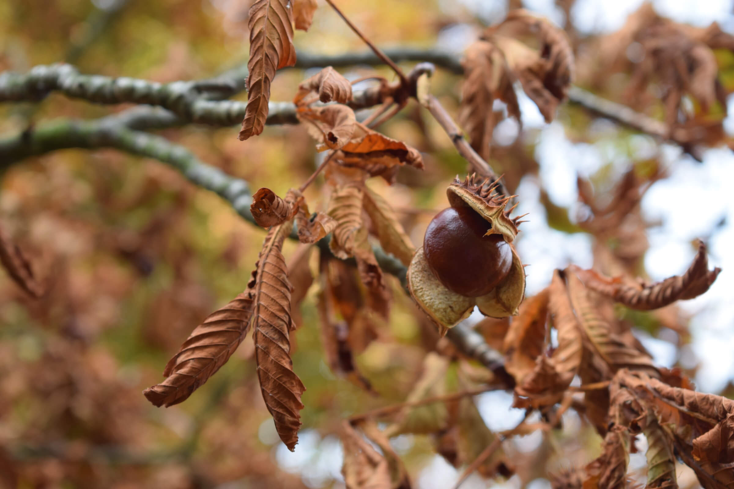 Castañar en Málaga en Otoño. Chestnut forest in Málaga during autumn.