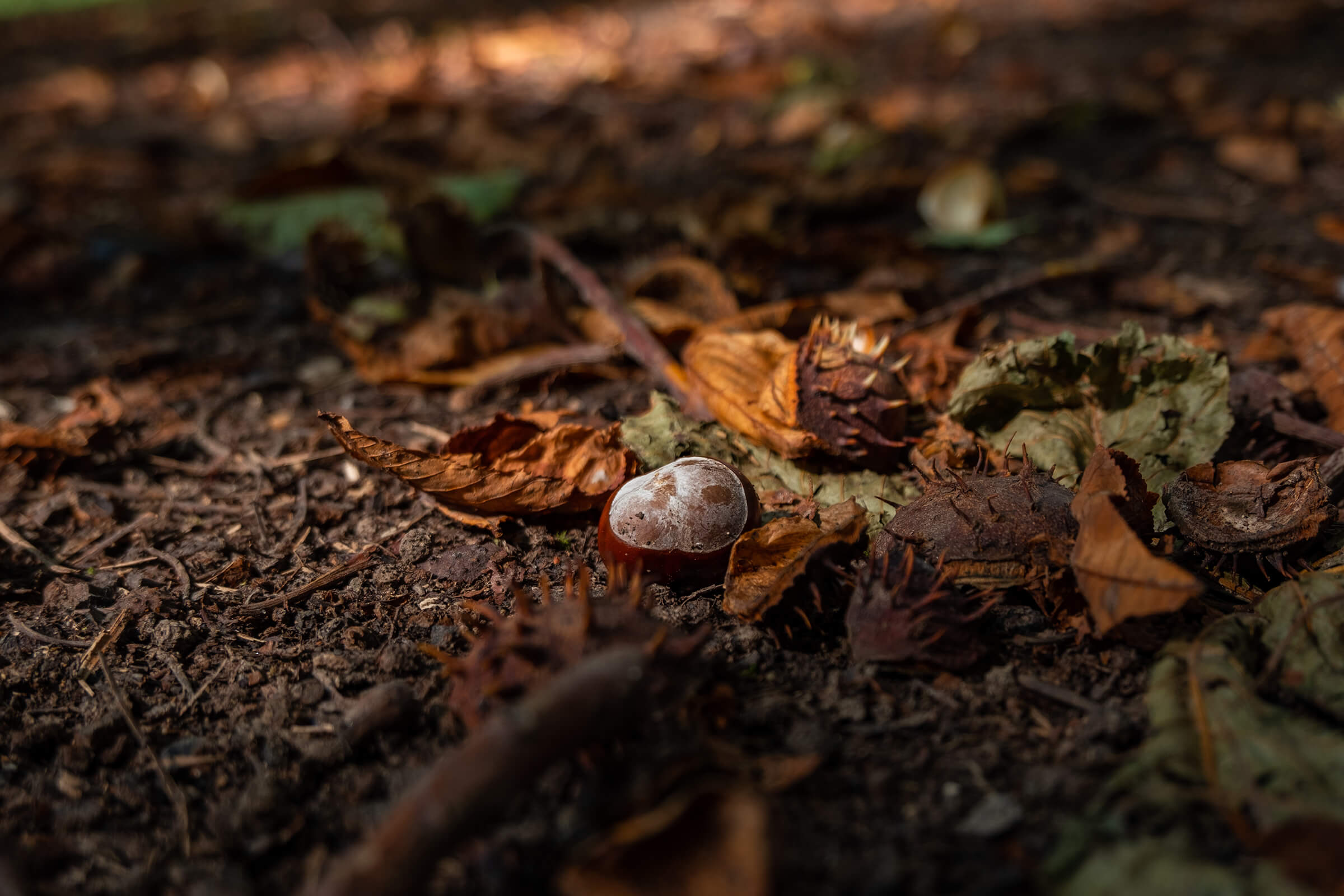 Castañas, producto típico de Málaga en otoño. Chestnuts, typical from Málaga in autumn.