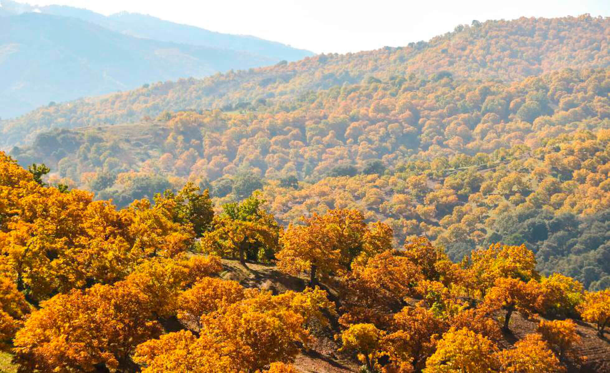 Castañar en Málaga en Otoño. Chestnut forest in Málaga during autumn.